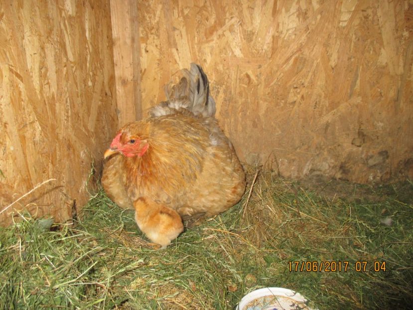 Closca cu pui - Gaini - 2017