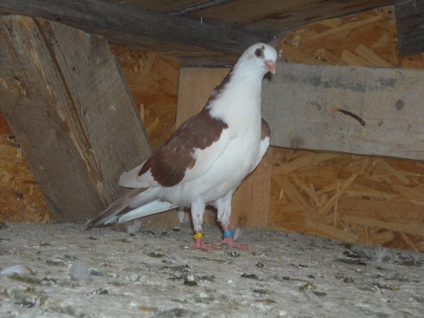 pierdut - PUISORI  2017