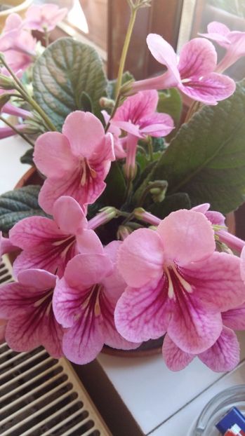  - 2017 STREPTOCARPUS