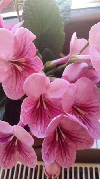  - 2017 STREPTOCARPUS