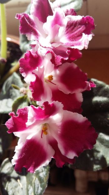  - 2017 VIOLETE AFRICANE