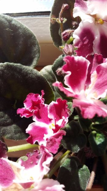  - 2017 VIOLETE AFRICANE