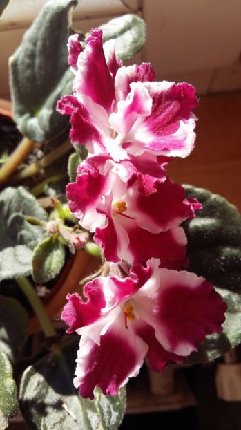  - 2017 VIOLETE AFRICANE