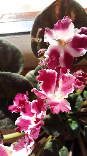  - 2017 VIOLETE AFRICANE