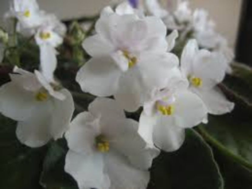  - 2017 VIOLETE AFRICANE