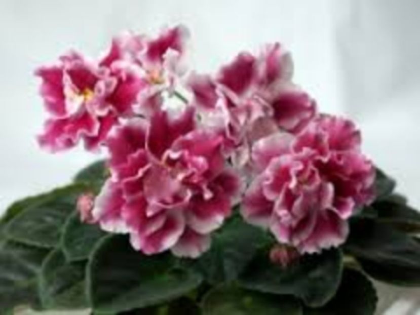  - 2017 VIOLETE AFRICANE