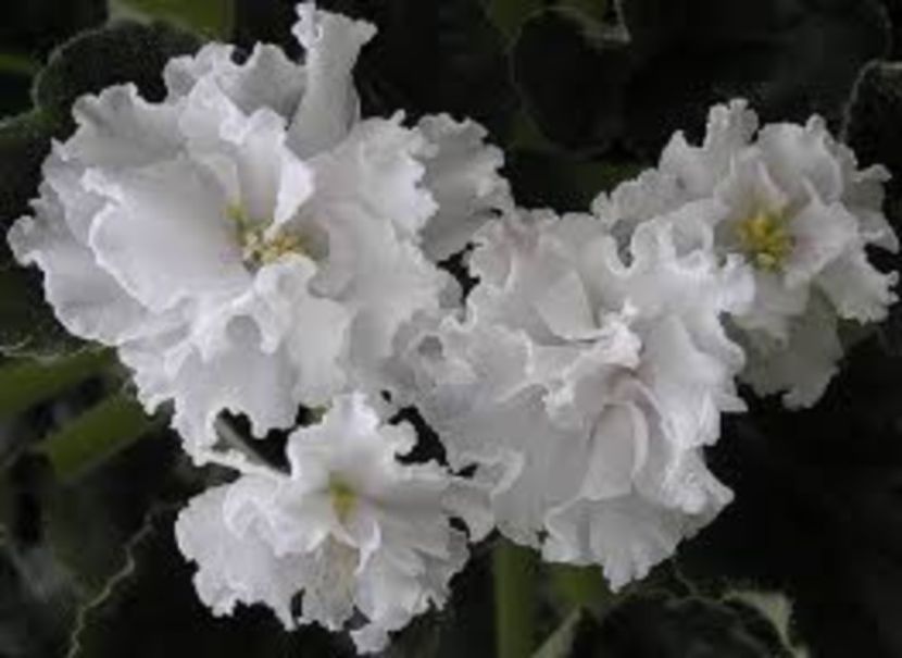  - 2017 VIOLETE AFRICANE