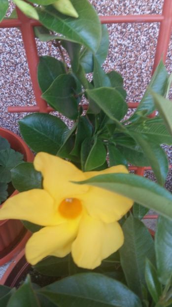  - 2017 DIPLADENIA GALBENA