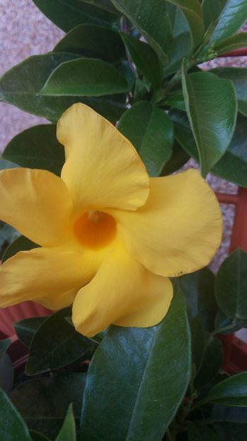  - 2017 DIPLADENIA GALBENA