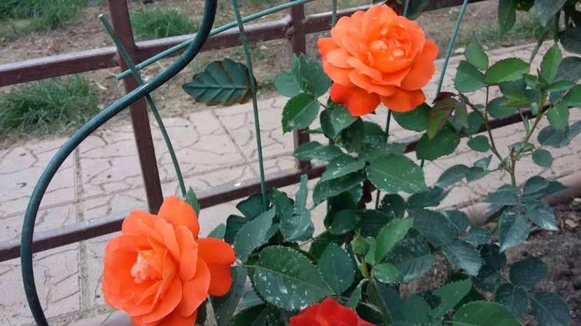 Super Trouper 4 - 2017 - Super Trouper