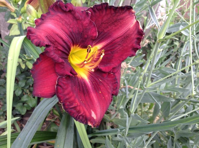 Berrylicious - Hemerocallisi 2017