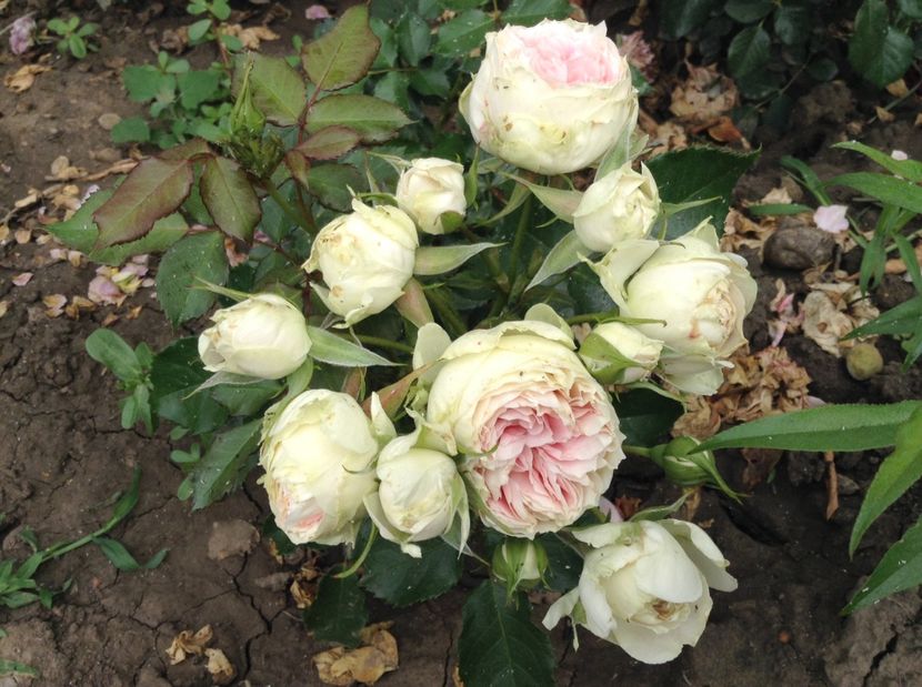 image - Trandafiri 2017