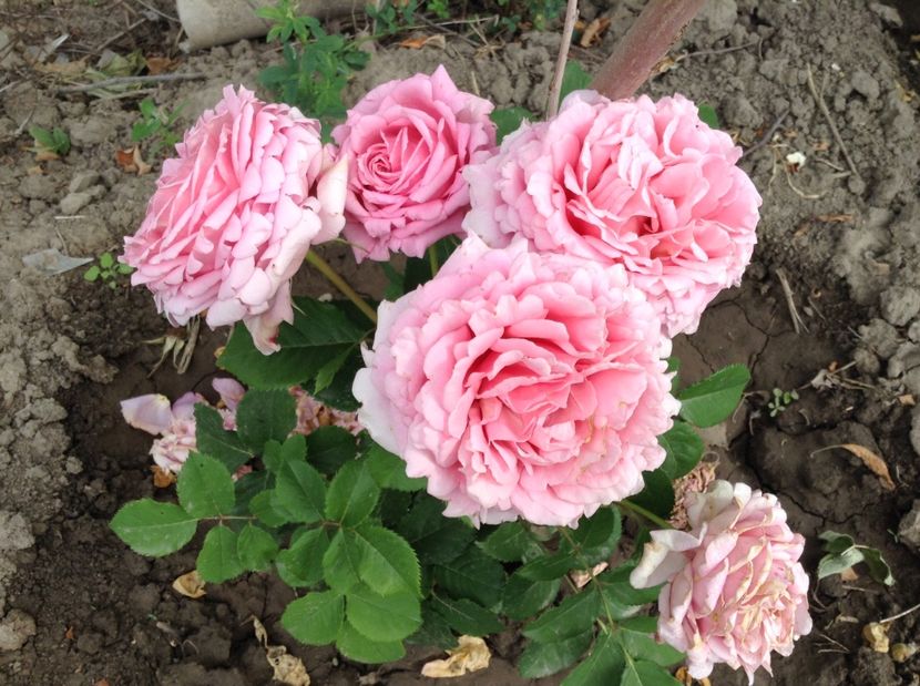 image - Trandafiri 2017