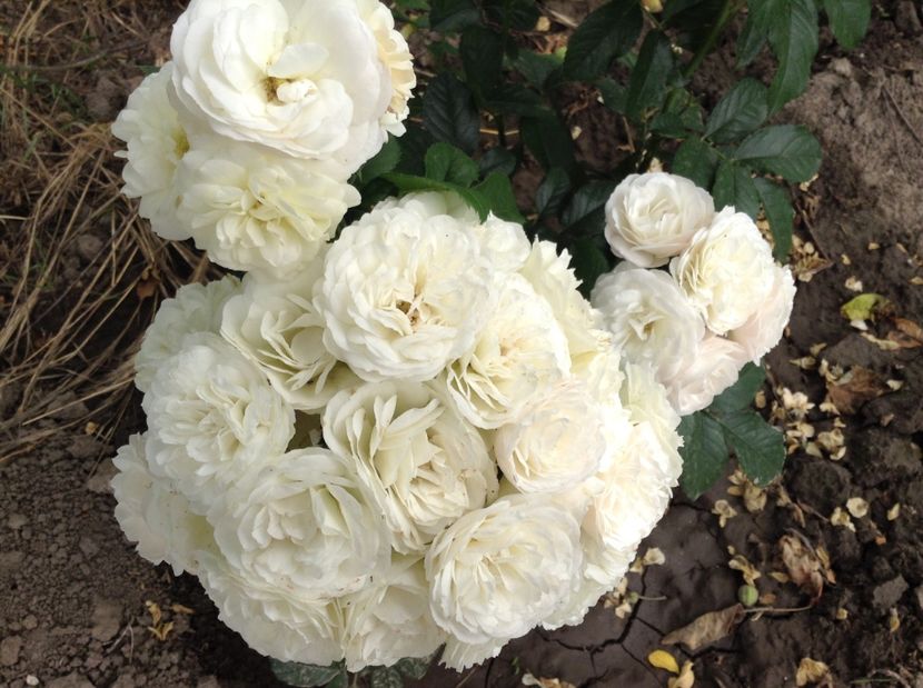 image - Trandafiri 2017