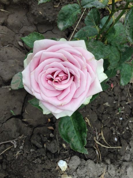 image - Trandafiri 2017