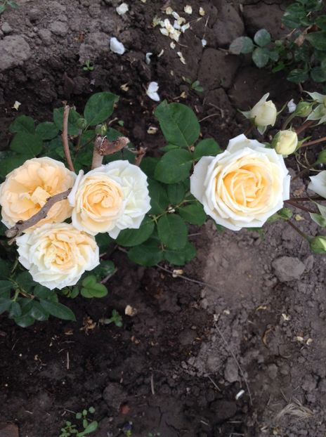 image - Trandafiri 2017