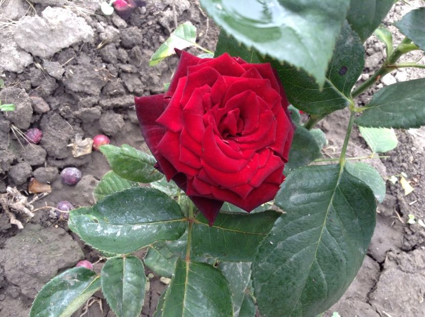 image - Trandafiri 2017