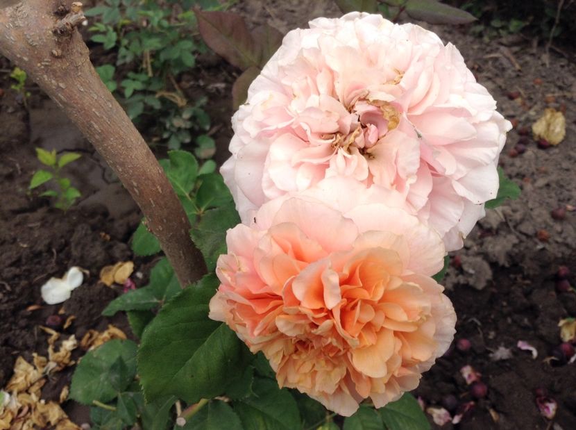 image - Trandafiri 2017