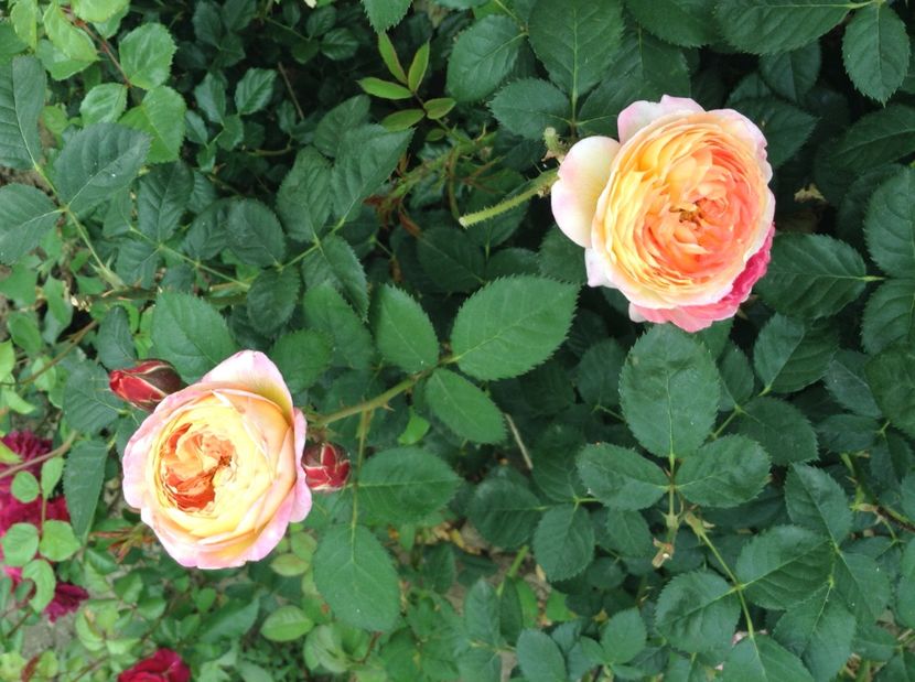 image - Trandafiri 2017