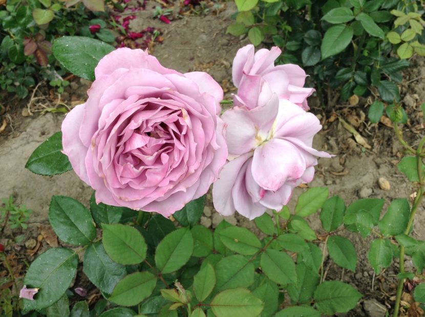 image - Trandafiri 2017