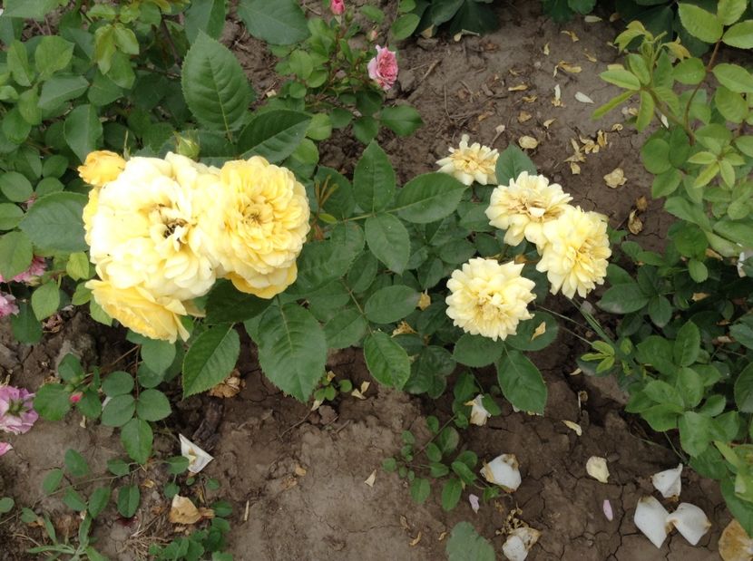 image - Trandafiri 2017