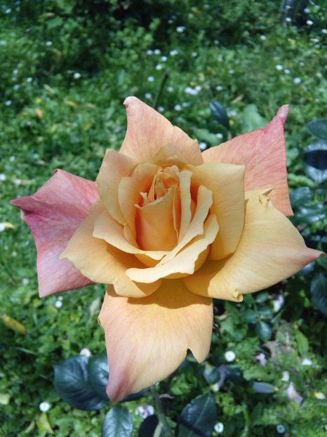  - TRANDAFIRI 2017_2018