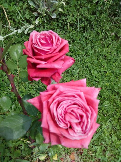  - TRANDAFIRI 2017_2018