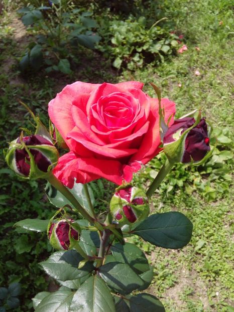  - TRANDAFIRI 2017_2018