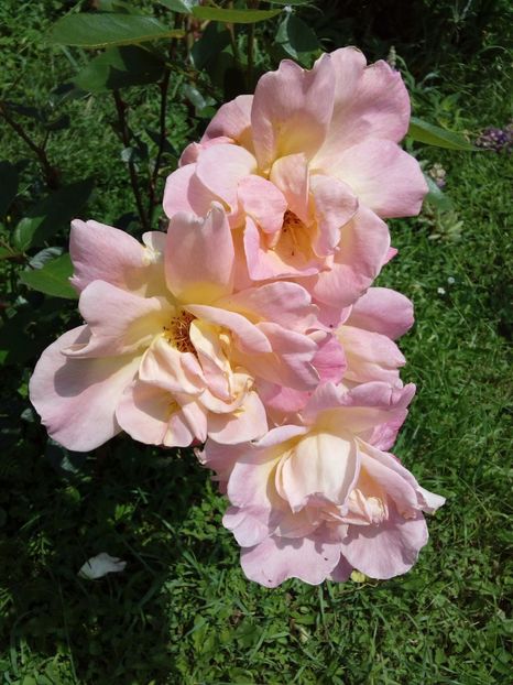  - TRANDAFIRI 2017_2018