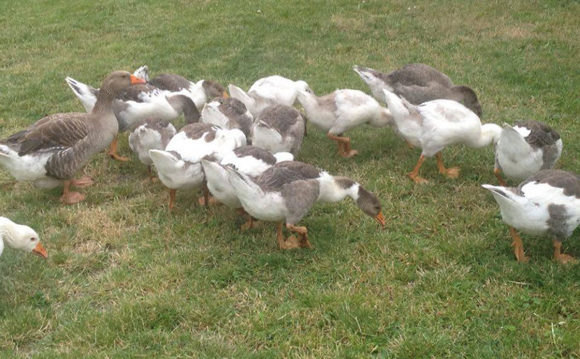  - a-Boboci de Gâscă 2017