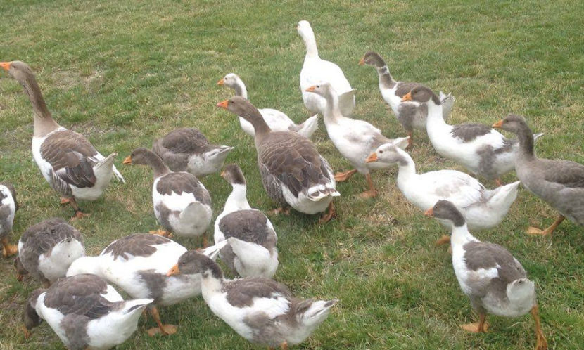  - a-Boboci de Gâscă 2017