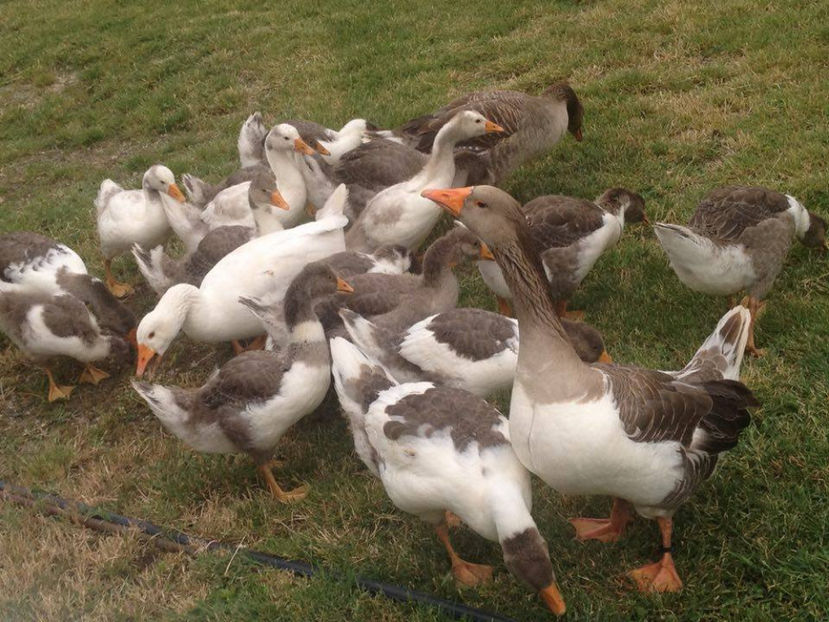  - a-Boboci de Gâscă 2017