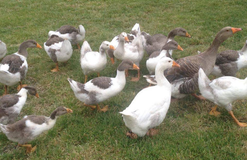  - a-Boboci de Gâscă 2017