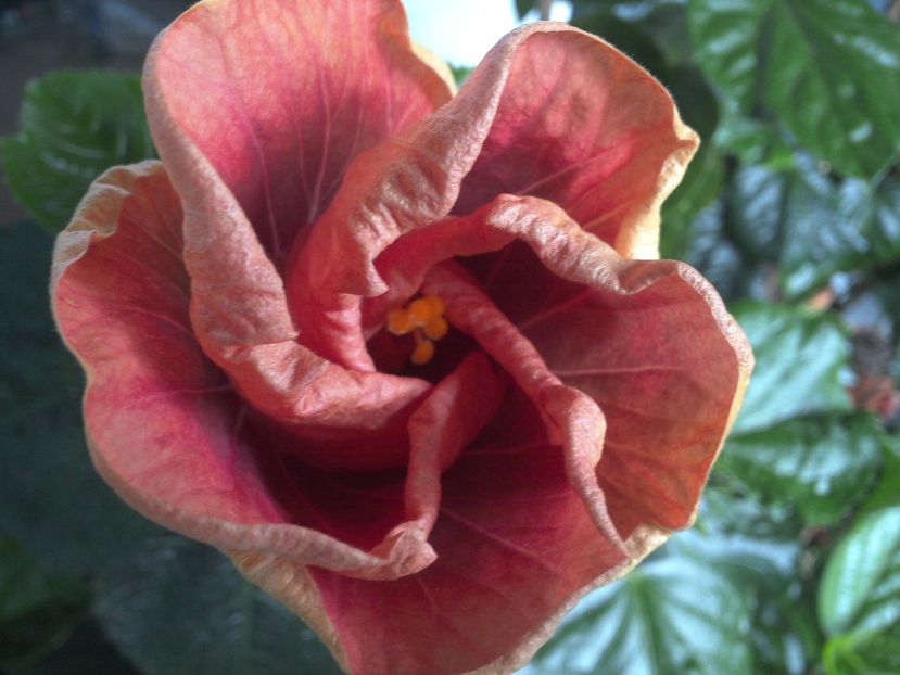 WIN_20170617_092949 - Jolanda Gommer