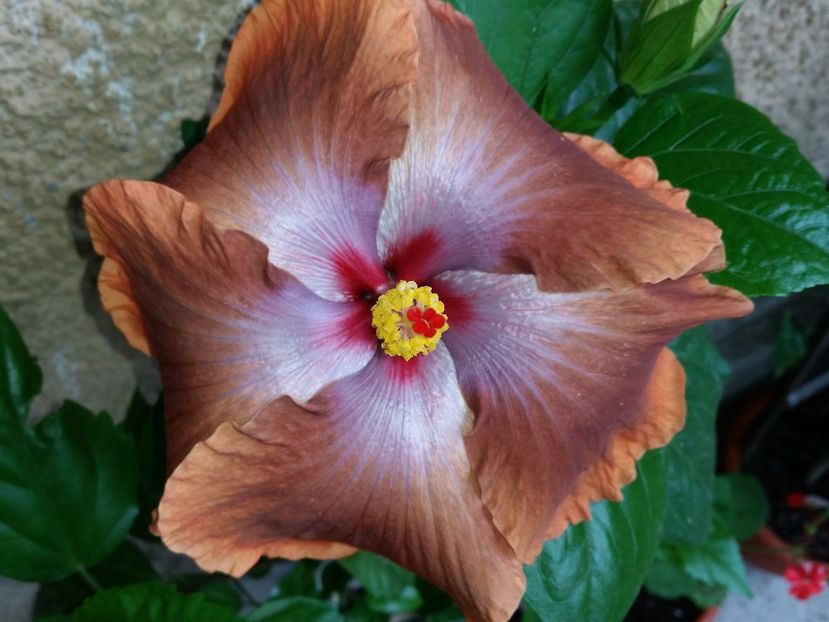  - Tahitian Sophistication