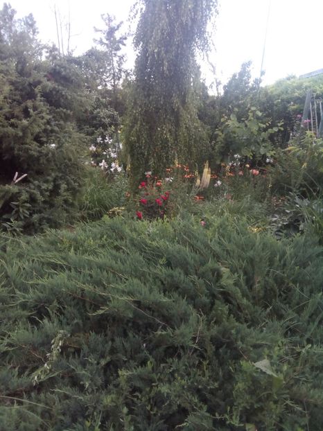  - gradina in 2017