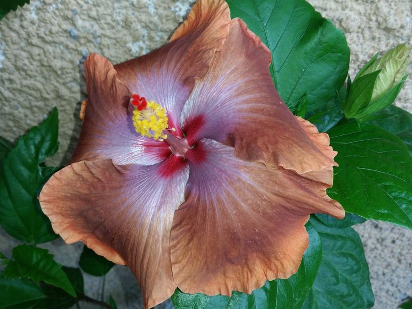  - Tahitian Sophistication