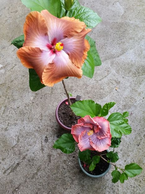 - Tahitian Sophistication