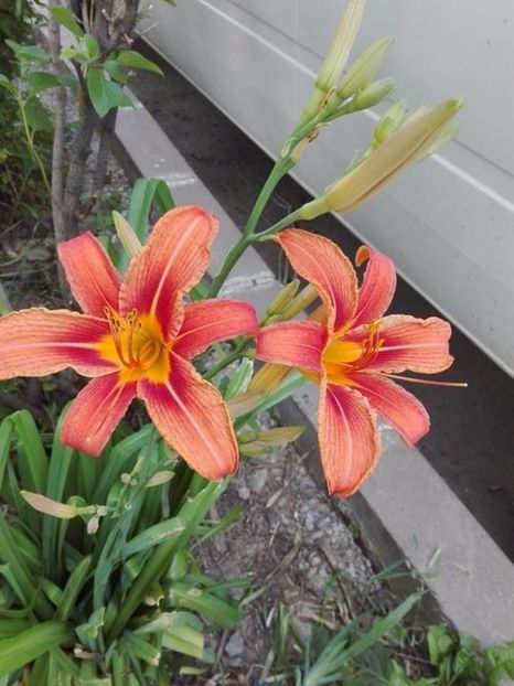  - hemerocallis