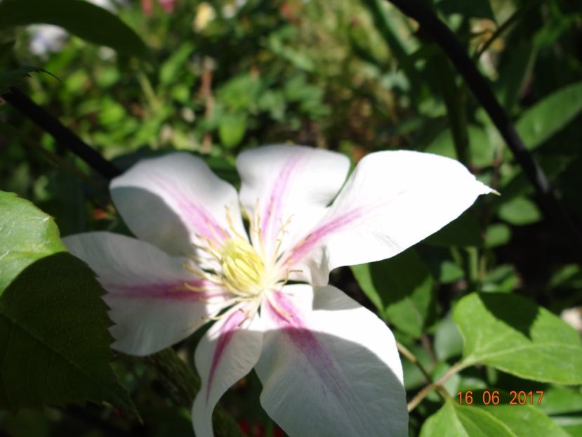 Andromeda - Clematite