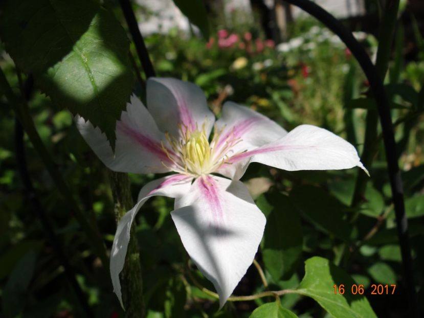  - Clematite