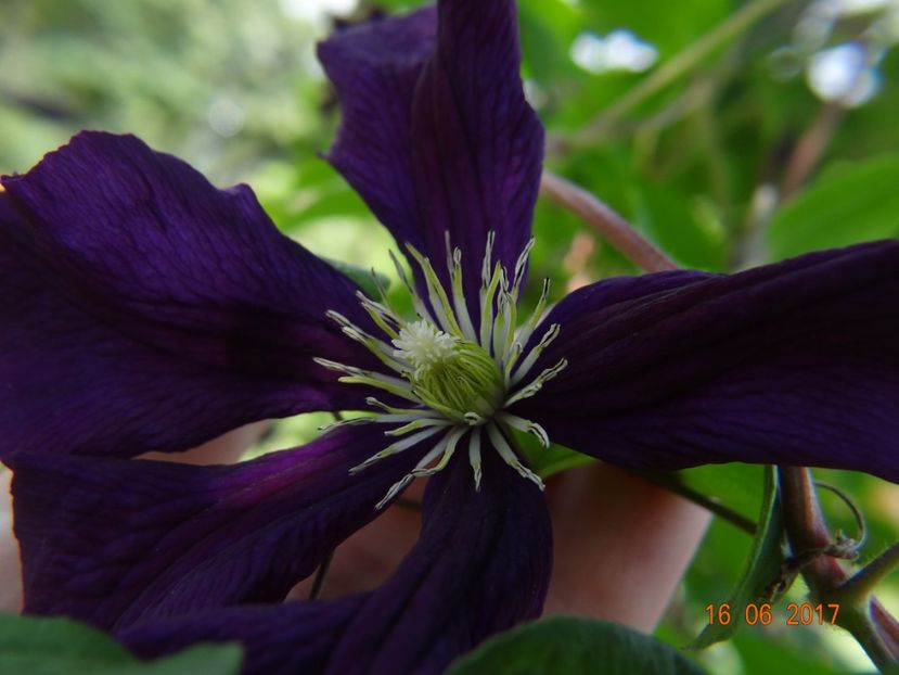  - Clematite