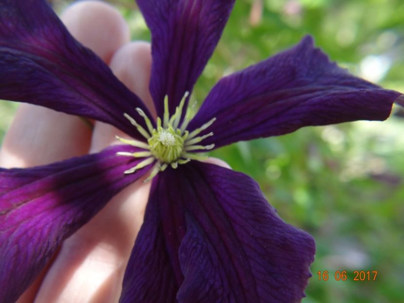  - Clematite