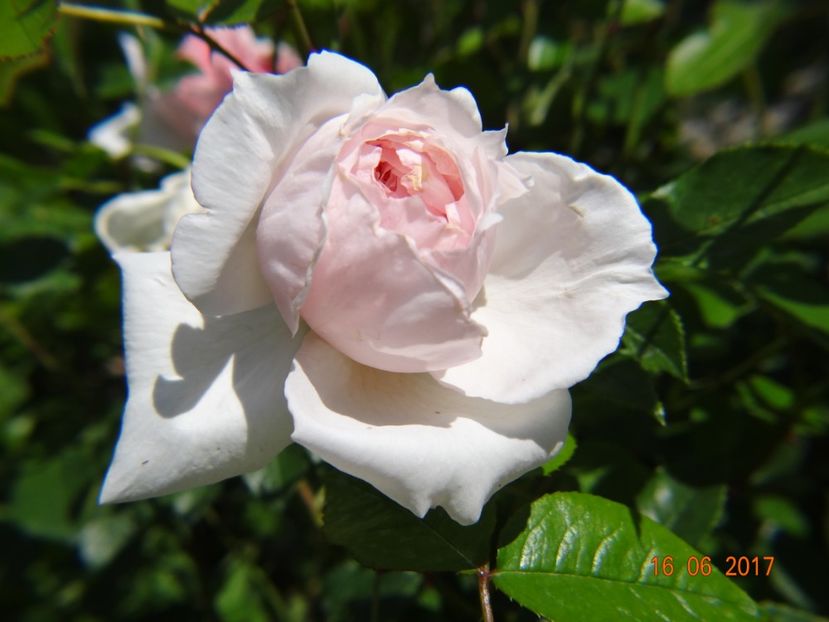 - The Wedgewood Rose