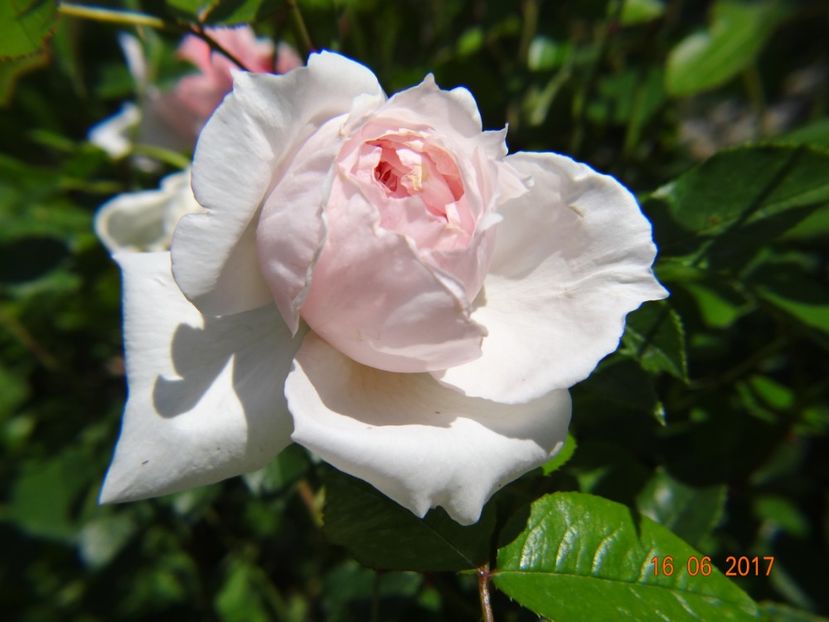 The Wedgewood Rose - The Wedgewood Rose