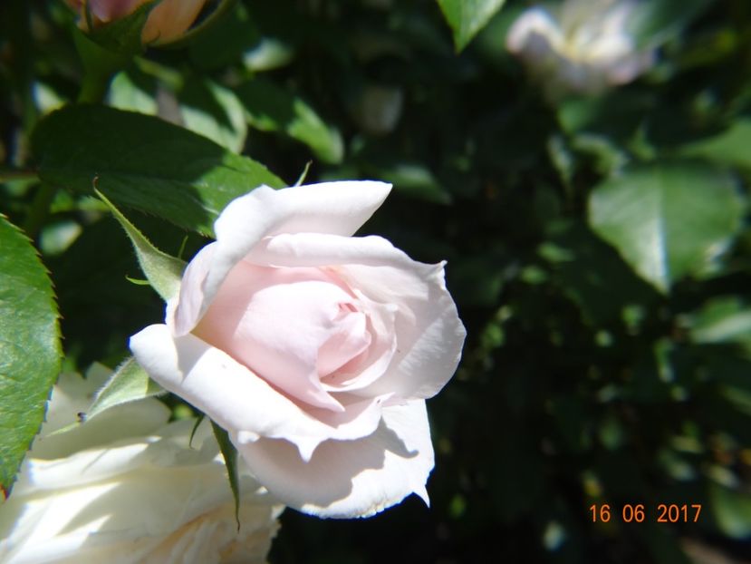  - The Wedgewood Rose