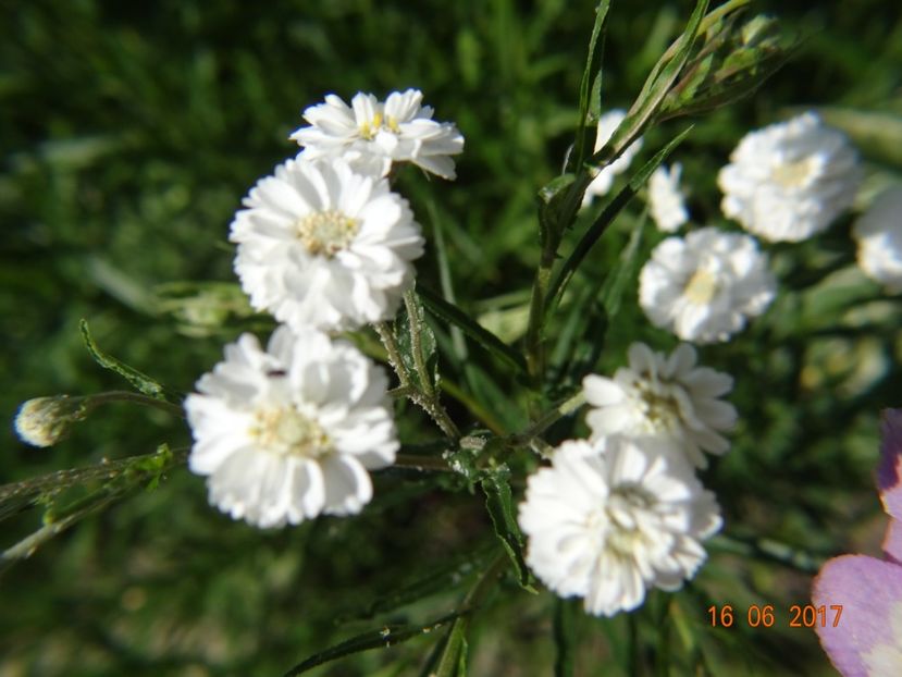 Gipsophilla - Iunie