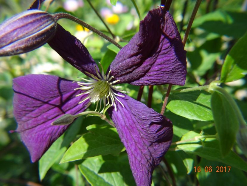  - Clematite