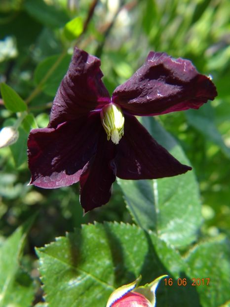  - Clematite
