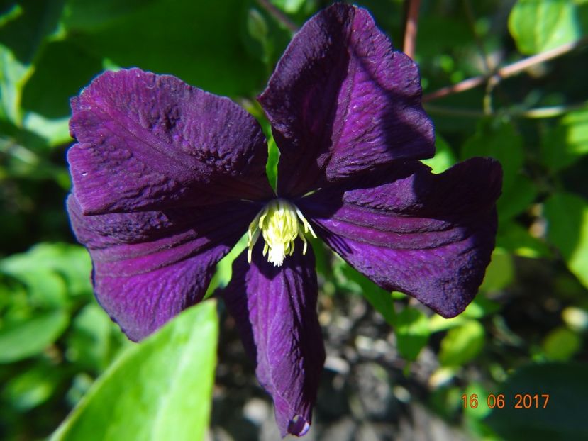  - Clematite